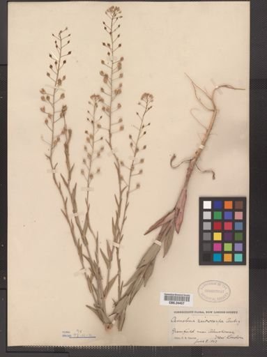 Camelina microcarpa