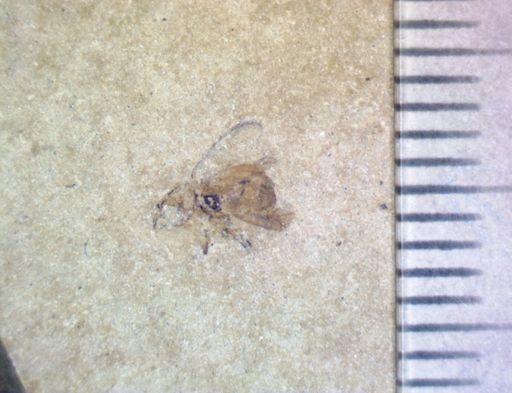 undet. Coleoptera