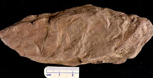 Archaeopteris sp.