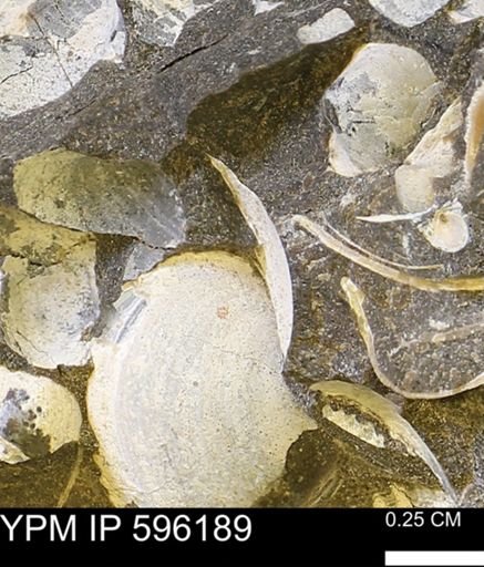 Limopsis striatopunctatus