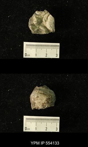 Productus sp.