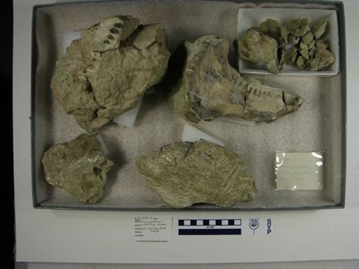 Promerycochoerus