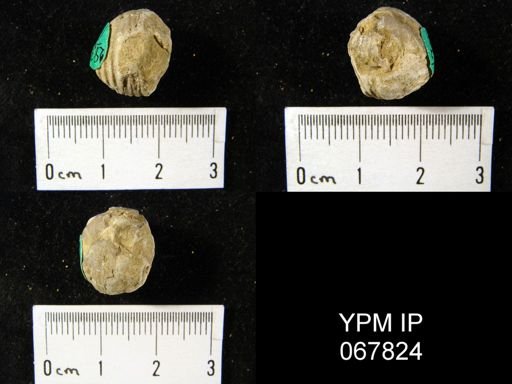 Uncinulus nucleolatus