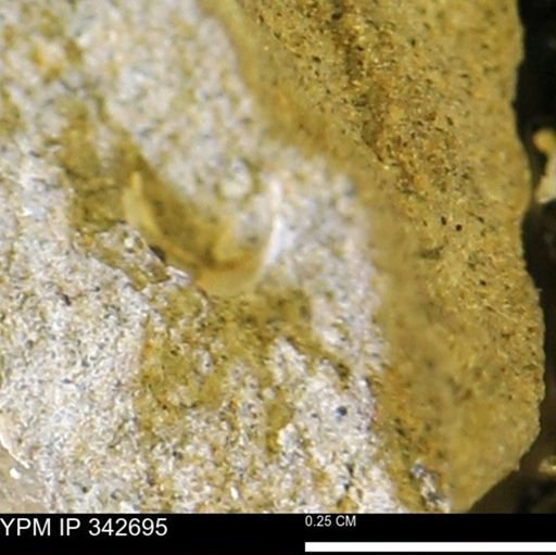 undet. Mollusca