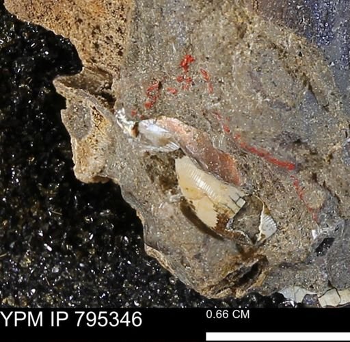 undet. Ammonoidea