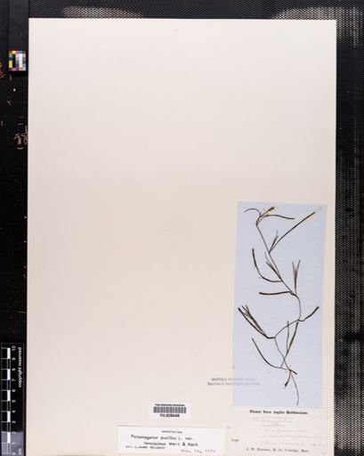 Plantae