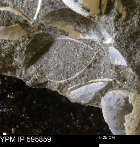 Protocardia sp.