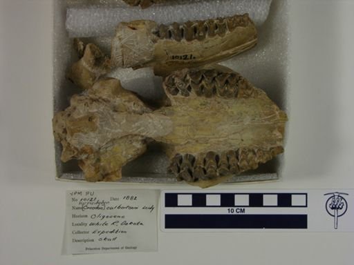Merycoidodon culbertsoni