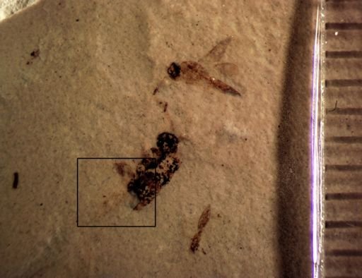 undet. Insecta