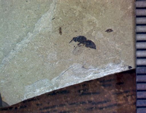 Hymenoptera?