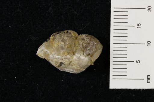 Marginifera wabashensis