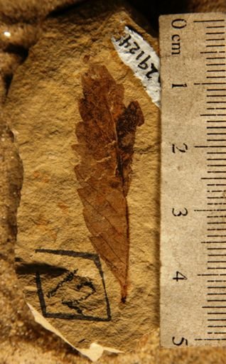 Zelkova oregoniana
