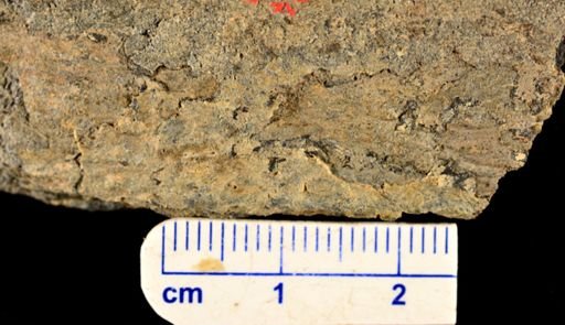 Archaeosigillaria sp.