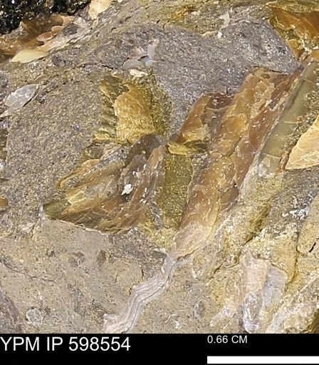 Inoceramus sp.