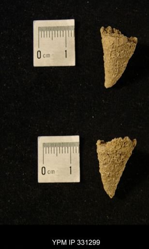 Lophophyllum profundum