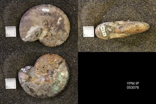 Discoscaphites conradi