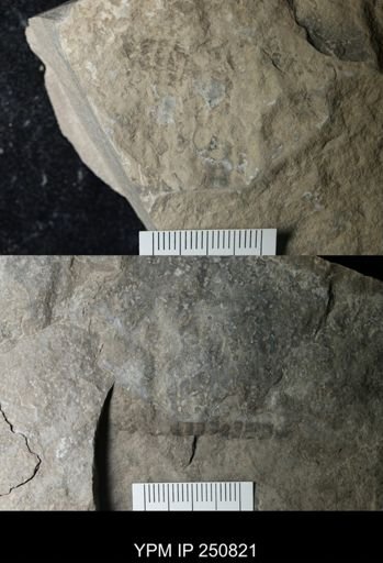 undet. Cephalopoda