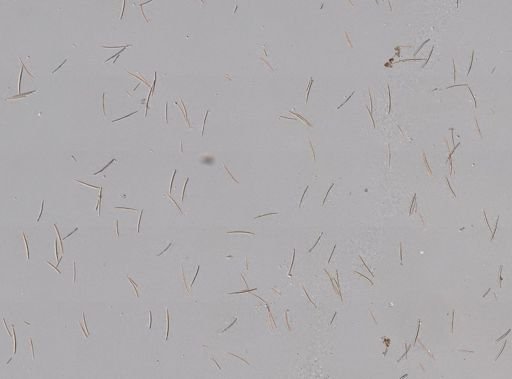 Amphilectus lobatus