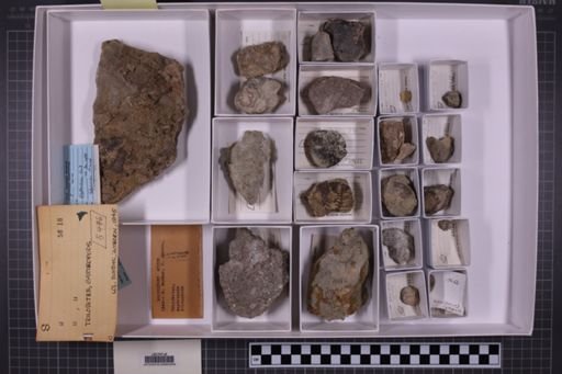 mixed taxa, stratigraphic collection