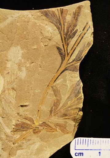 Thyrsopteris insignis