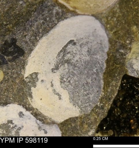 Limopsis striatopunctatus