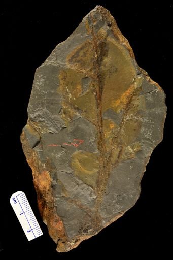 Drepanophycus sp.