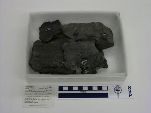Rutiodon carolinensis