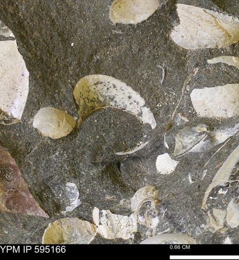 Protocardia sp.