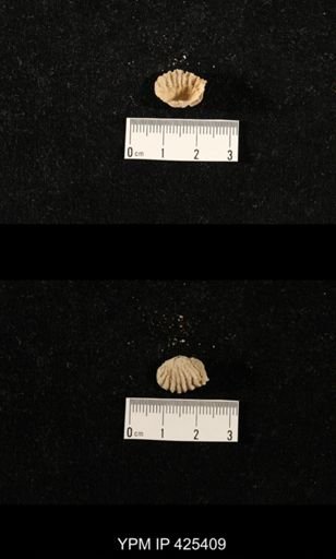Meekella skenoides