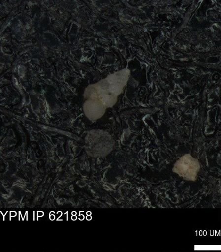 undet. Heterohelicidae
