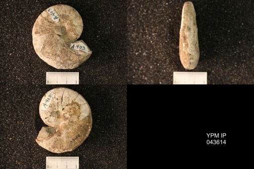 Hoploscaphites nicolletii