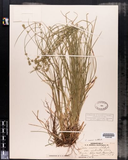 Carex rosea