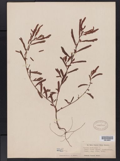 Cassia nictitans