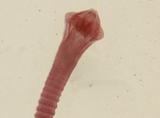 Dipylidium caninum