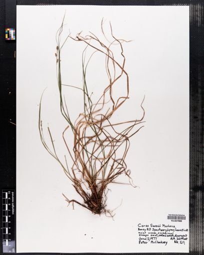 Carex swanii