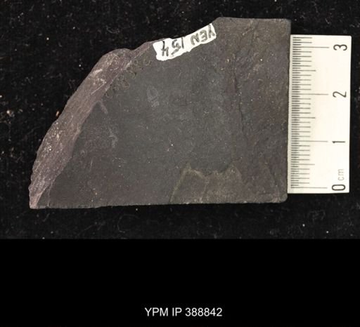 undet. Belostomatidae