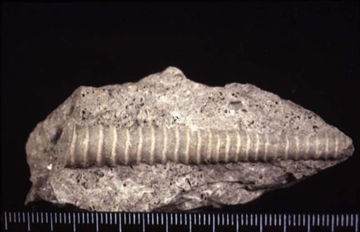 Orthoceras annulatum