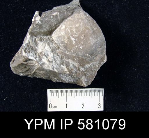 Athyris sp.