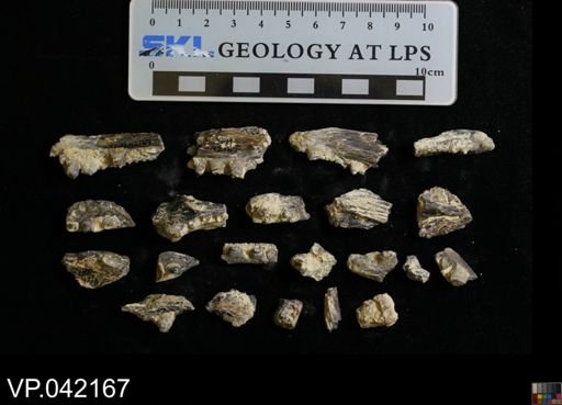 Cimolichthys sp.