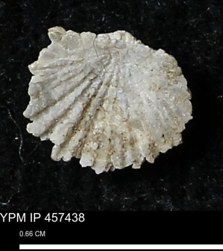 Stropheodonta sp.