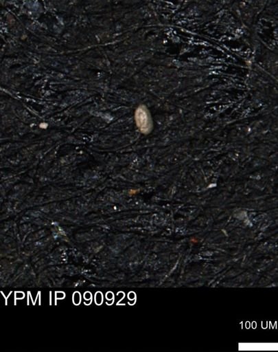 Miliammina inflata