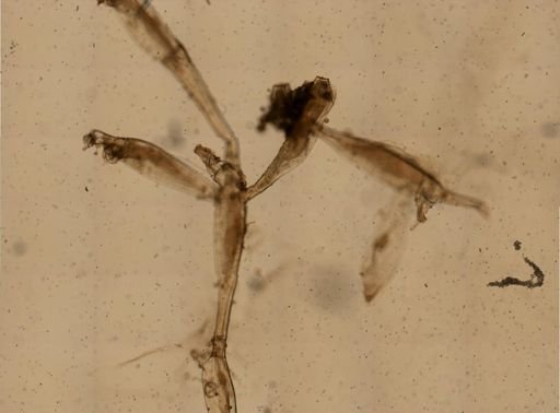 Paludicella articulata