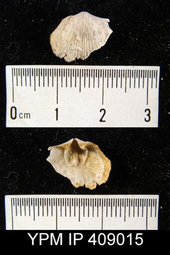Mimella sp.