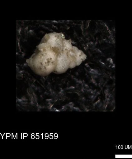 undet. Heterohelicidae