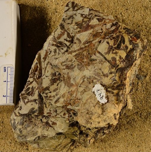 Triphyllopteris rarinervis