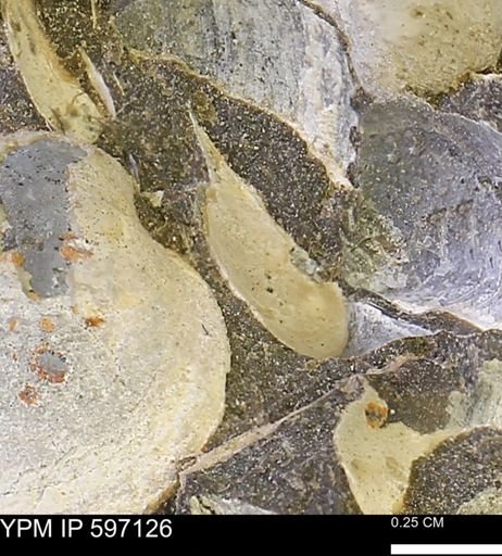 Limopsis striatopunctatus