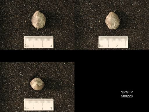 Homoeospira evax