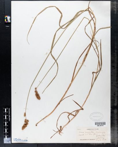 Carex projecta