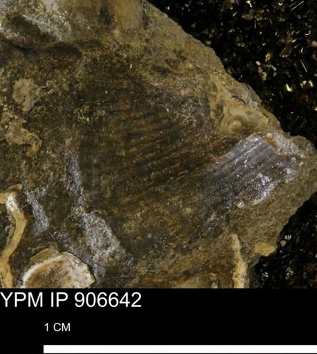 undet. Mollusca