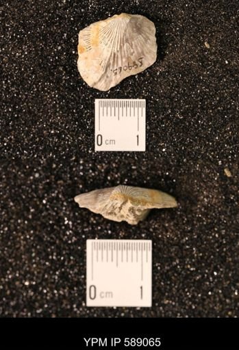 Dinorthis subquadrata